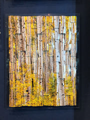 "Aspen Forest" Tryptych - 26" x 20" - by Paul Bartlett